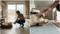 Porque é que o seu cão dorme de barriga para cima? Pistas sobre conforto, confiança e calor