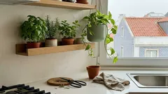 Plantas na cozinha: 5 truques simples para ganhar cor e aroma sem sacrificar a bancada
