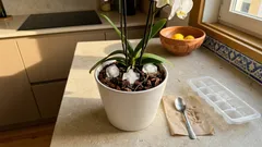 Regar plantas de interior com cubos de gelo: quando é útil — e o que convém evitar